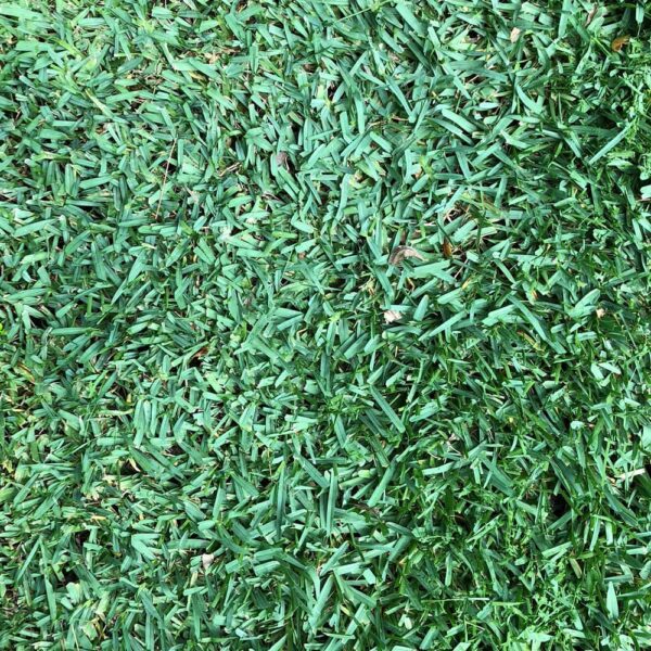 Citra Blue Sod WHOLE PALLETS