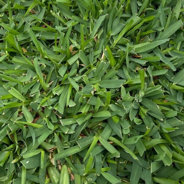 Cobalt Sod