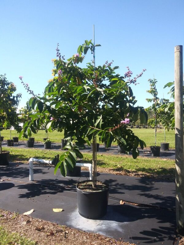 Queen Crepe Myrtle #25