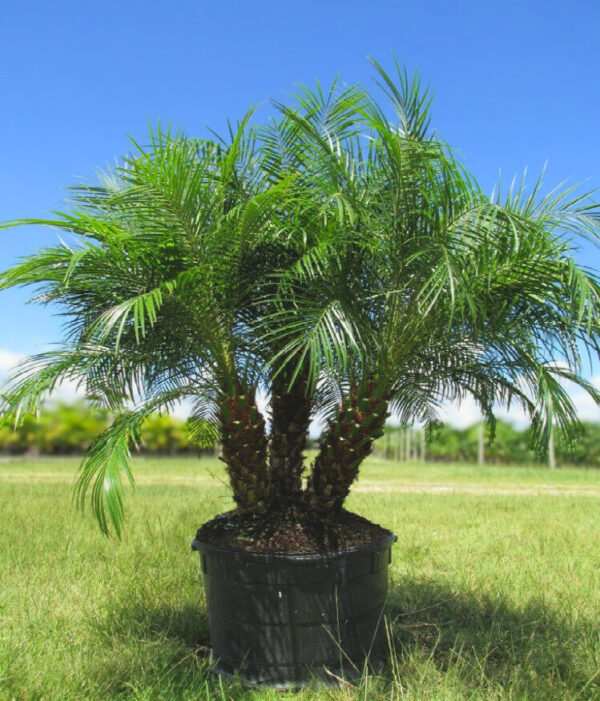 Pygmy Date Palm in a nursery container with multiple slender trunks and feathery green fronds under a clear blue sky.