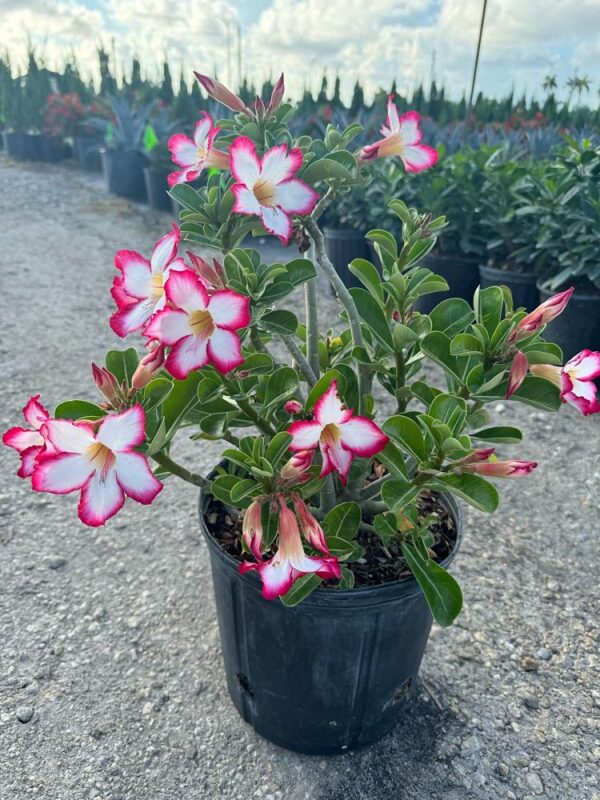 Desert Rose #3