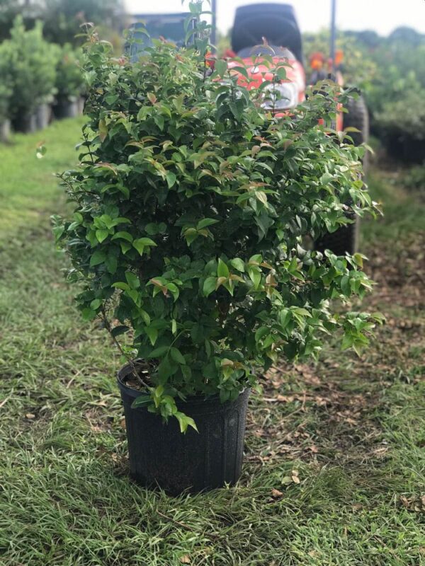 Eugenia Cherry Hedge #7