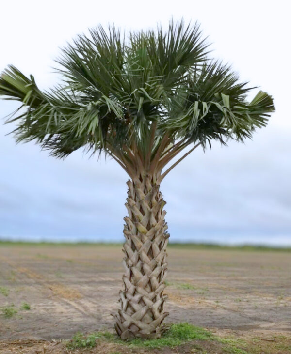 A mature palm tree with a textured, diamond-patterned trunk and a crown of fan-shaped green leaves standing in an open field.