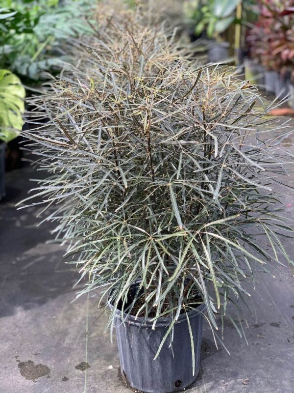 False Aralia #3