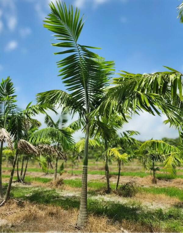 Field-grown Foxtail Palm with a smooth gray trunk and feather-like fronds against a bright blue sky.