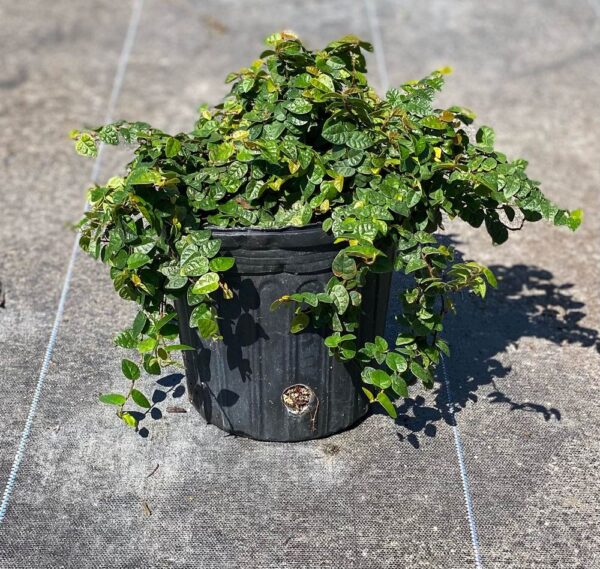 Ficus Repens #1