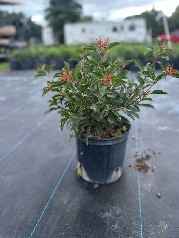 Firebush