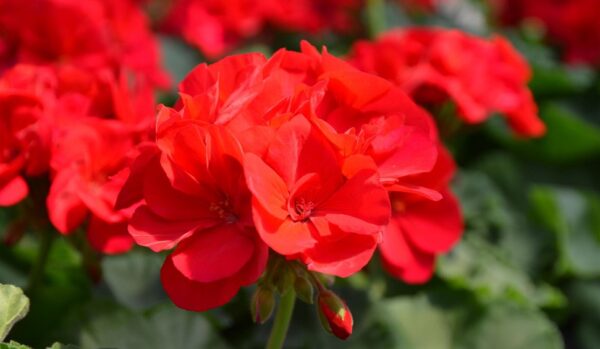 Geranium #1