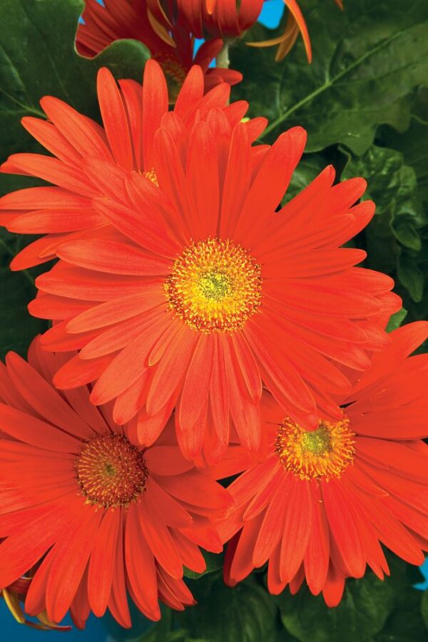 Gerber Daisy #1