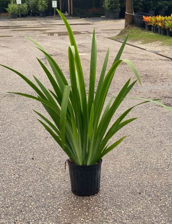 Giant Iris #3