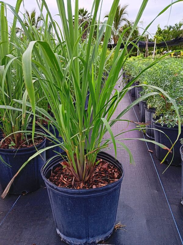 Lemon Grass #3