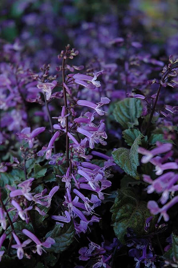 Mona Lavender