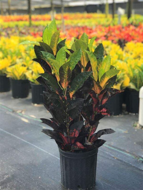 A Croton Mrs. Iceton plant in a black nursery pot with dark green, red, and yellow variegated leaves.