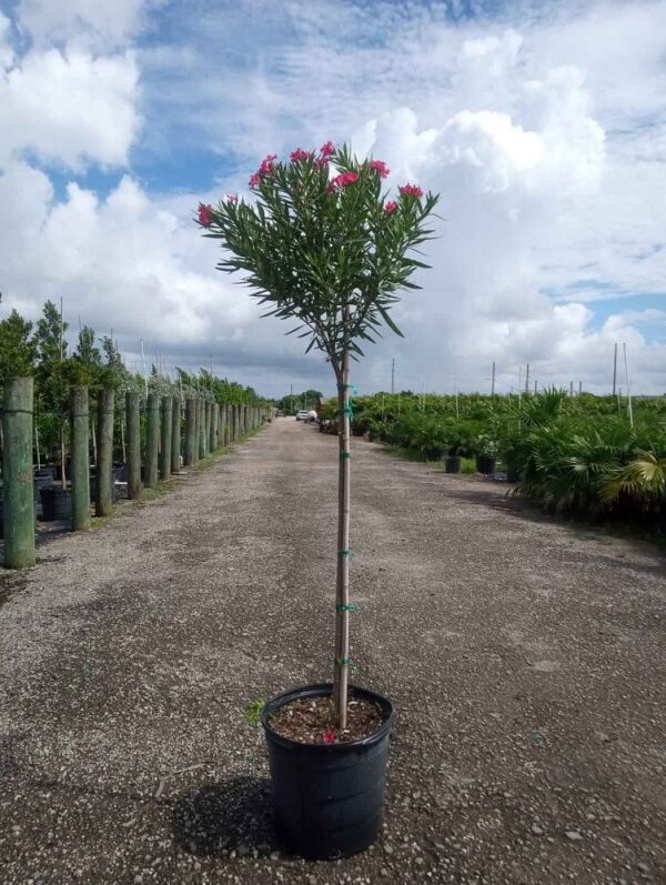 Oleander #15