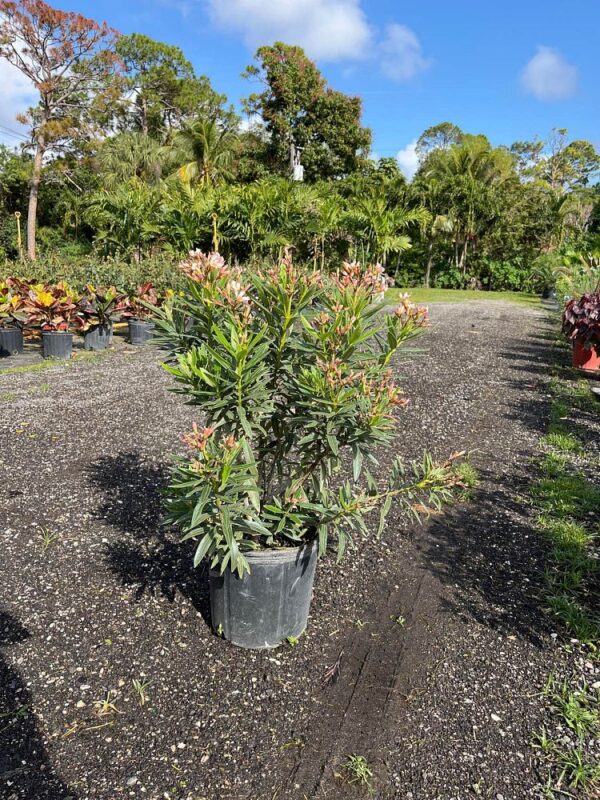 Oleander #3 Dwf