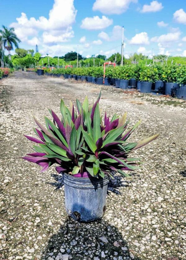 Oyster Plant #1