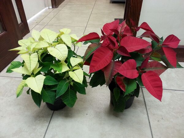 Poinsettia 6" / #1