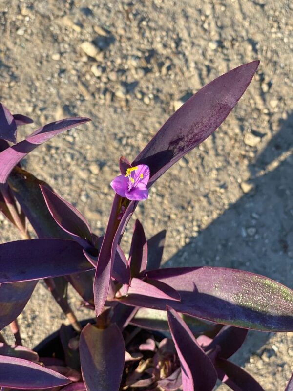 Purple Queen #1