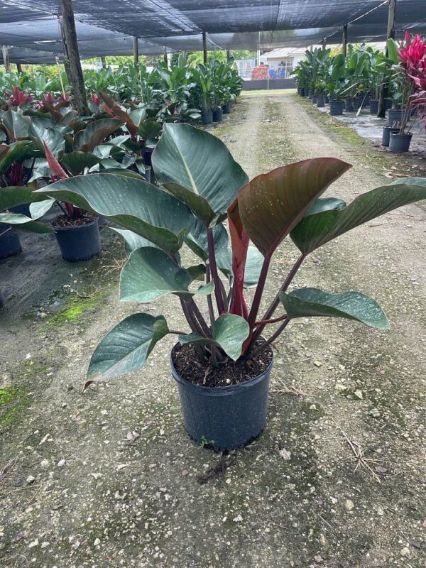 Philo Red Congo #7