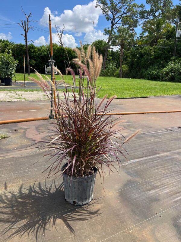 Red Fountain Grass #3