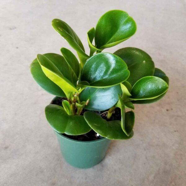 Rubber Plant