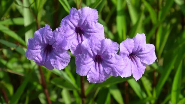 Ruellia #3