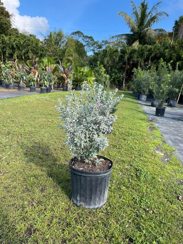 Texas Sage #3