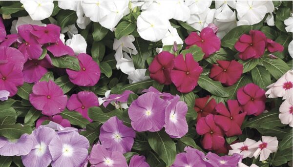 Vinca