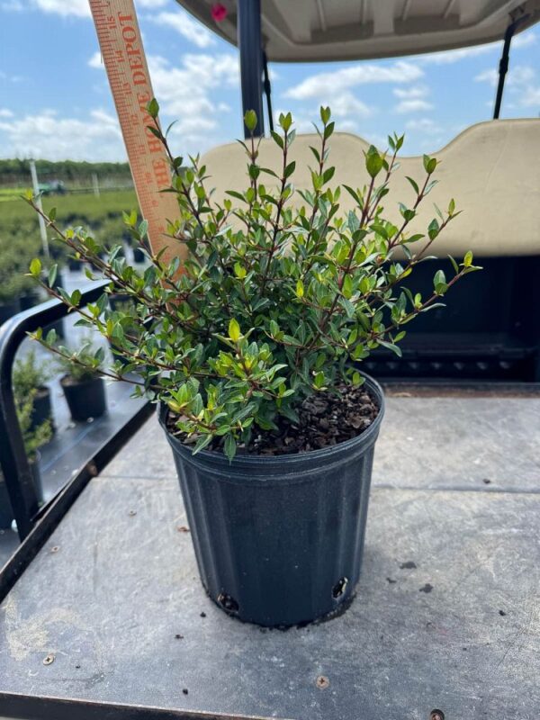 Viburnum - Image 2