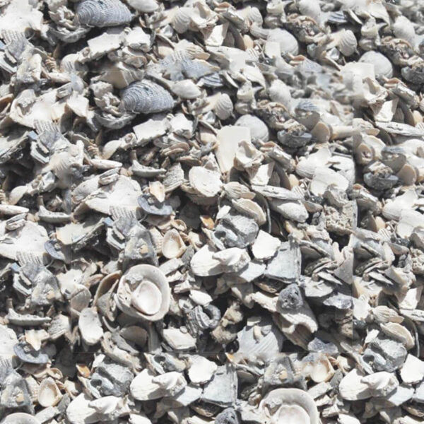 Washed Shell Yard
