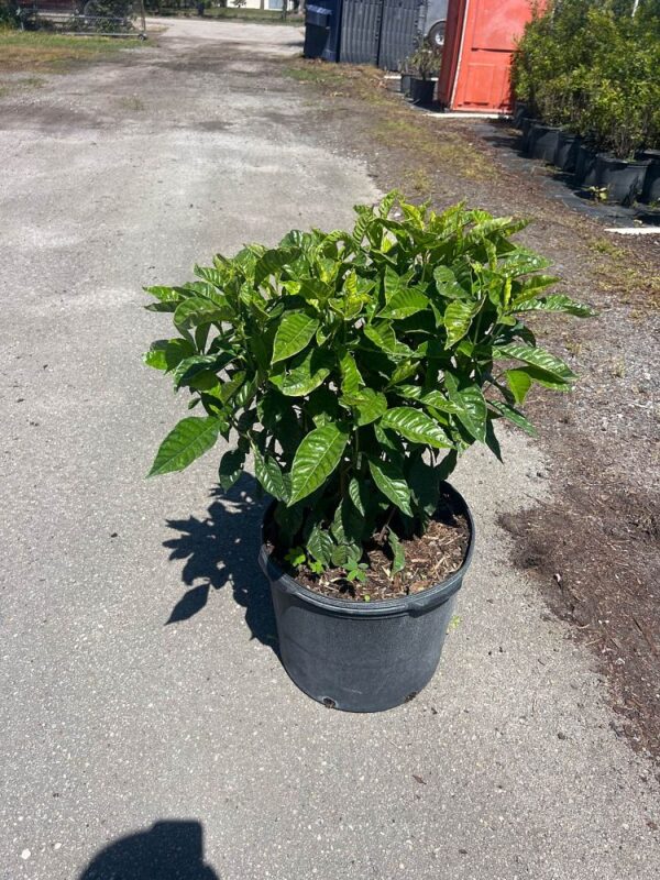 Wild Coffee