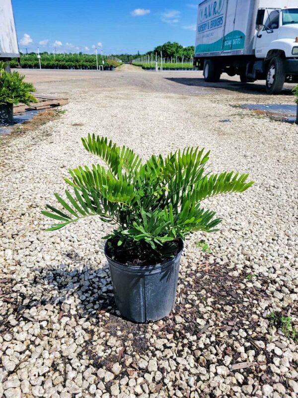 Zamia Coontie