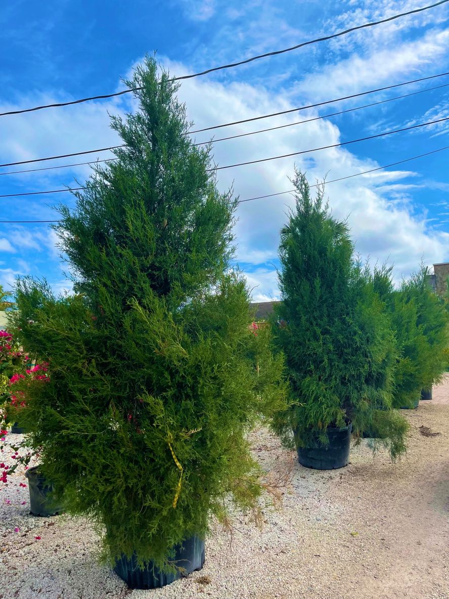 4d0631d999c1d59d4b559a5a5271c65fc838eb73